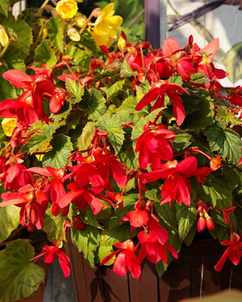 Pendula Red4